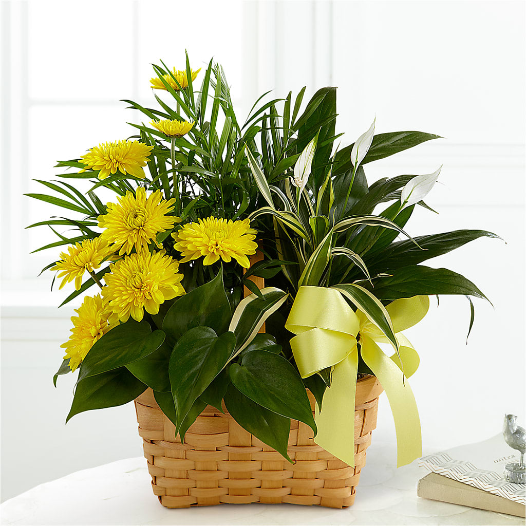 Loving Light Dishgarden – MARAVILLA'S FLOWER SHOP, Sacramento CA